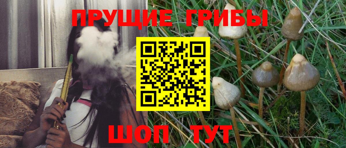 Псилоцибиновые грибы мицелий Курганинск
